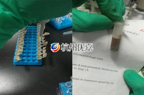 宋慈冷凍研磨儀從糞便中提取DNA實驗